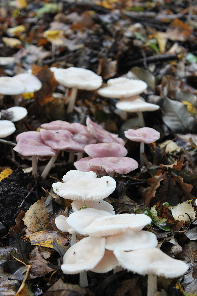 yoxford-minsmere-012.JPG