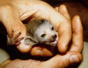 male-infant-crowned-lemur