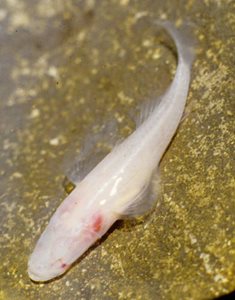 secrcglossogobius4sized