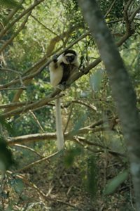 vsifaka