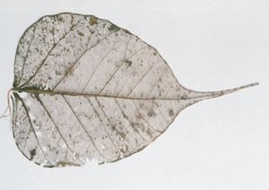 030peepal-leaf