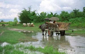 020-main-road-to-rajapur-town-in-the-monsoon